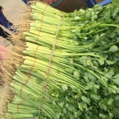 江苏港闸上海青，香芹小白菜火热上市