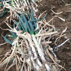 山东安丘铁秆大葱