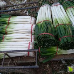 收购大葱常年供应大葱