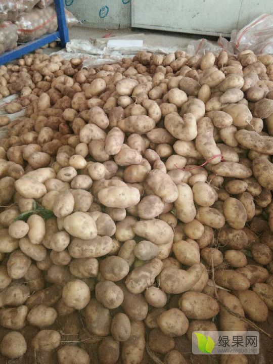 2019年河南开封荷兰十五价格
