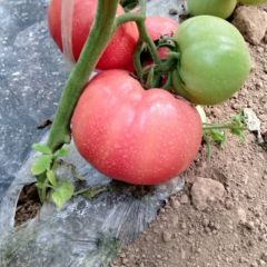 沙瓤优质西红柿