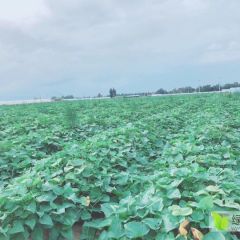 地瓜，高系14号