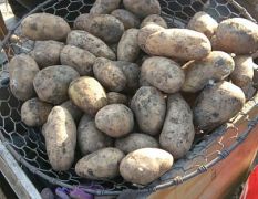 黑龙江土豆，荷兰系列，尤金885，延暑四等等