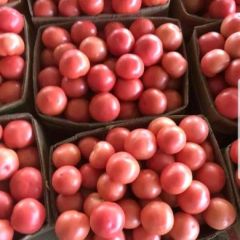 山东郯城红花镇春季西红柿大量供应中