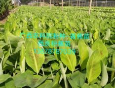广西南宁(兴旺）香蕉苗西贡粉蕉苗培育基地