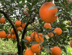 纽荷尔脐橙柑橘新品种柑橘苗脐橙苗湖南基地供应