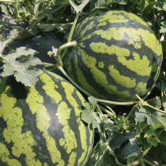 我是云南西双版纳人 代购代发各种西瓜