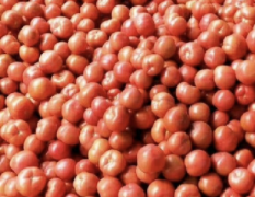 大量供应西红柿欢迎询价