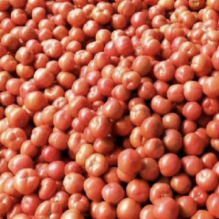 大量供应西红柿欢迎询价