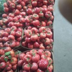 费县硬粉西红柿大量上市质量好价格便宜