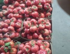 费县硬粉西红柿大量上市质量好价格便宜