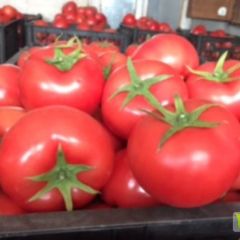 西红柿便宜啦!!!!!!葫芦岛西红柿大量上市
