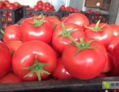 西红柿便宜啦!!!!!!葫芦岛西红柿大量上市