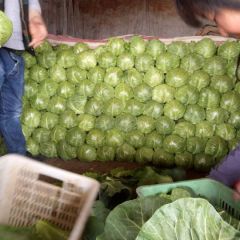 精品优质绿甘蓝