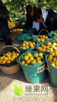 陕西金太阳杏产地丰源红杏价格大棚杏基地