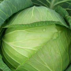 中甘21已陆续上市