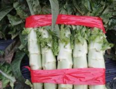 山东郯城红叶，三青莴苣名扬天下