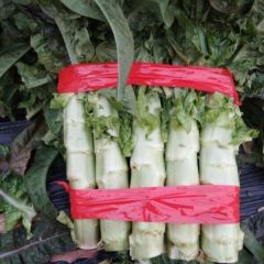 山东郯城红叶，三青莴苣名扬天下
