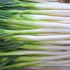 安丘市吾山镇，本地有好较的大葱