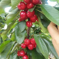 欢迎朋友们来收樱桃，期待合作