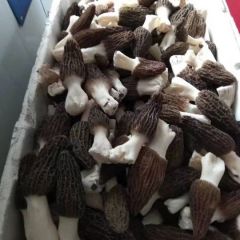 羊肚菌菌类之王，老少皆宜。