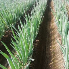 晚抽大葱大量上市，需要合作请速联系。