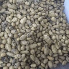 万亩土豆5月中下旬上市