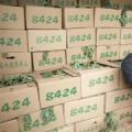 河南省夏邑县8424冰糖麒麟西瓜，美都西瓜万亩基地