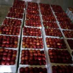 昌黎新集油桃热卖中