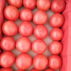 昌黎新集的西红柿大量上市