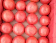 昌黎新集的西红柿大量上市