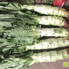 泰安市岱岳区 最美丽的莴苣欢迎广大老板