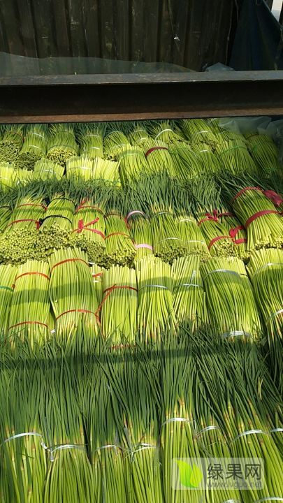 2019年河南淮阳蒜苔价格