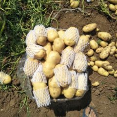 泗水土豆大量上市