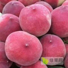 极早熟春雪毛桃，颜色全红的硬质毛桃，阳历6月成熟