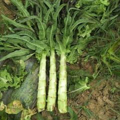 新野蔬菜基地现有大量紫叶红笋上市
