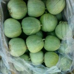 绿宝甜瓜价格低了1元欲购丛速