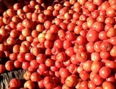 饶阳西红柿 代销各种新鲜蔬菜水果