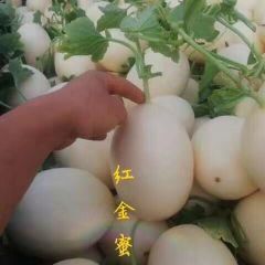 山东红金密甜瓜生产基地