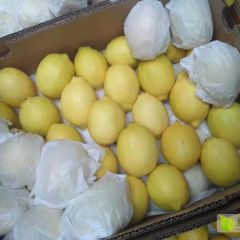 广州集果轩现货供应新鲜进口水果南非柠檬原箱30斤