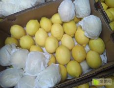 广州集果轩现货供应新鲜进口水果南非柠檬原箱30斤
