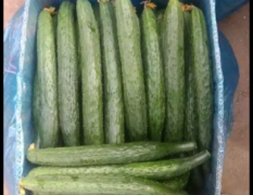 黄瓜品质好，本蔬菜基地面向全国朋友代发，欢迎采购。