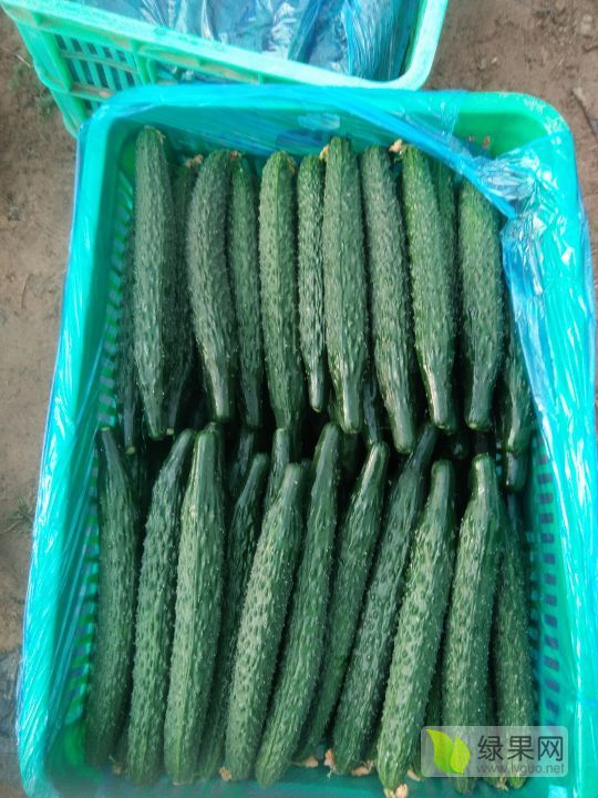 2019年山東莘縣德瑞特721黃瓜價(jià)格