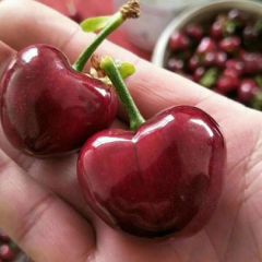 沂蒙山有机大樱桃车厘子！蒙阴大樱桃