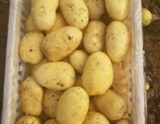 山东省泗水县万亩土豆种植基地产地