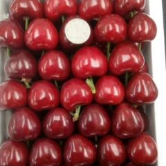 山东大樱桃上市，红灯，美早持续供应