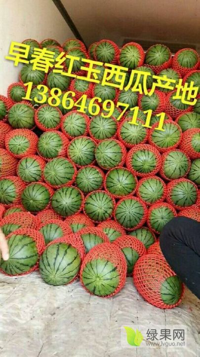 早春红玉价格