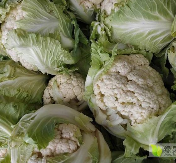 2019年河南新野菊锦价格