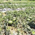 大量出售攀枝花西瓜