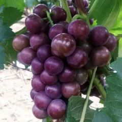 邯郸市永年区万福农产品购销有限公司